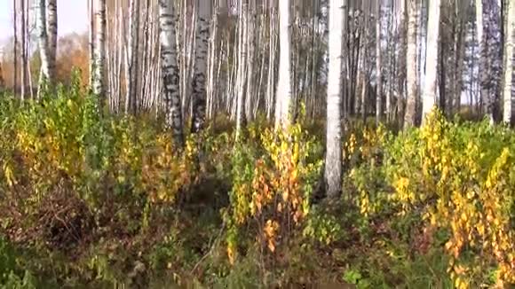 秋天美丽的桦树林视频的预览图