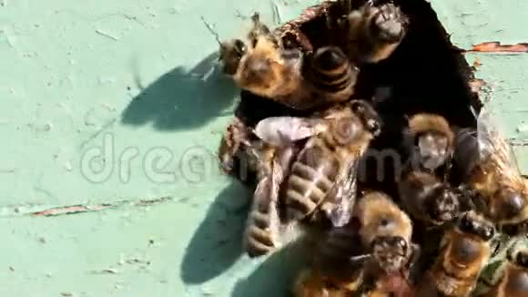 蜂巢入口的蜜蜂视频的预览图