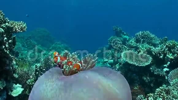 海葵中的小丑鱼视频的预览图