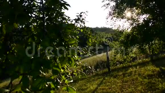 美丽的乡村景观森林和牧场视频的预览图