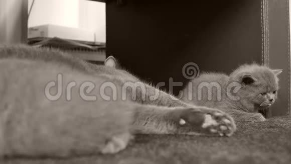 猫在地毯上玩小猫视频的预览图