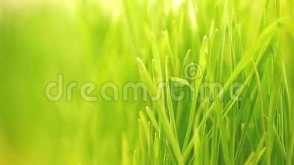 亮绿色的草地背景视频的预览图
