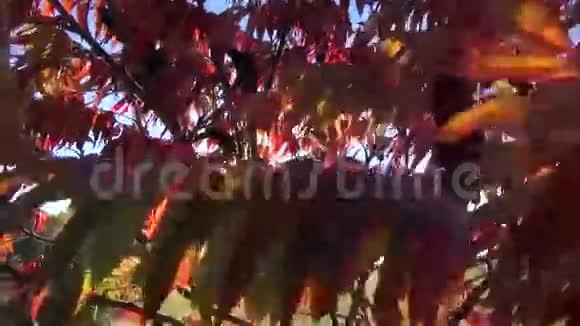 旧公园的秋叶和阳光视频的预览图