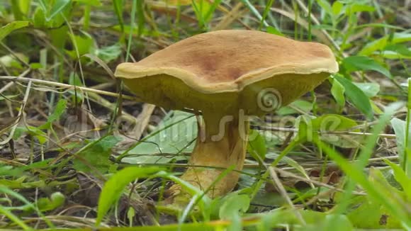 绿草中的棕色蘑菇视频的预览图