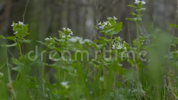 草绿在山水林田白花自然视频的预览图