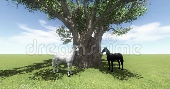 大树下的4K白马和黑马白驹宠物农场动物野生生命视频的预览图