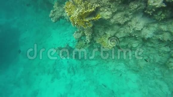 珊瑚礁的动植物群视频的预览图