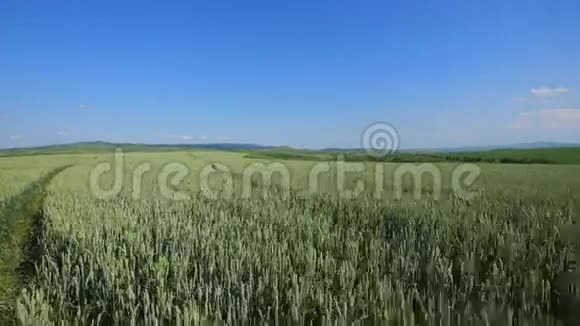 夏风盘自然背景下麦田的波浪移动视频的预览图