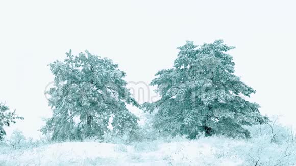 圣诞树森林里美丽的冬天下雪景观树圣诞运动稳定它正在下雪视频的预览图