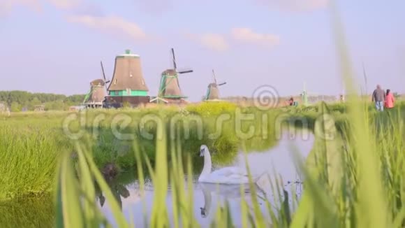 荷兰风车的天鹅视频的预览图