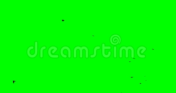 从右向左飞行的黑鸟Chroma关键片段绿色屏幕背景视频的预览图