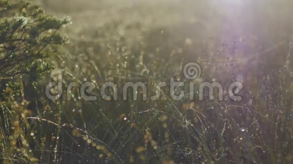 草茎上的露水和树的背景视频的预览图