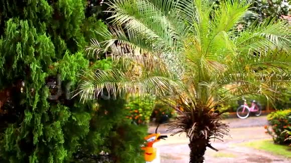 热带地区的雨季棕榈树视频的预览图