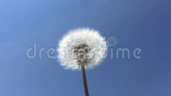 蒲公英的种子在蓝天的风中被吹动视频的预览图