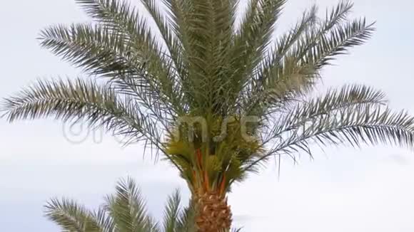 棕榈树对天空视频的预览图