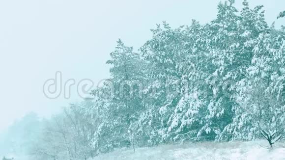 圣诞树森林里美丽的冬天下雪景观树圣诞运动稳定它正在下雪视频的预览图