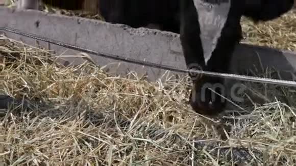 牛食混合饲料和青贮饲料视频的预览图