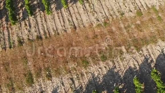 飞过绿油油的果树种植园空中射击视频的预览图