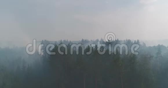 森林在火燃烧的树木布什视频的预览图