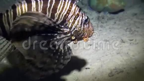 红海海底背景海洋景观蝎子鱼视频的预览图