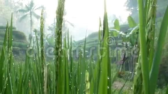 水稻梯田乌布德巴厘岛印度尼西亚视频的预览图