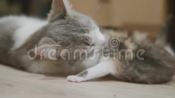 三色猫妈妈抱慢动作视频小猫走第一步猫舔小猫猫舔猫视频的预览图
