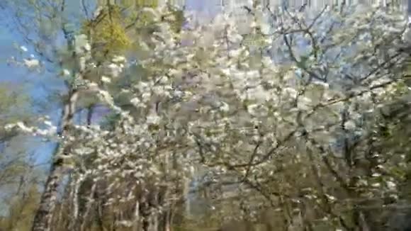 美丽绽放的梅树映衬蓝天视频的预览图