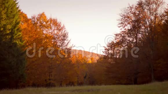 夕阳西下穿过五彩缤纷的秋林视频的预览图