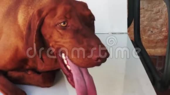 美丽的维兹拉狗视频的预览图