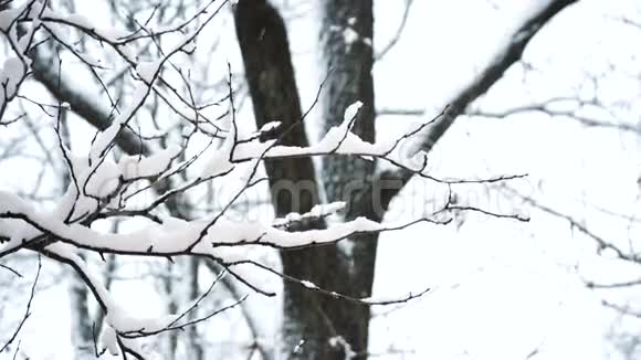 雪地里的树美丽的冬季景色视频的预览图