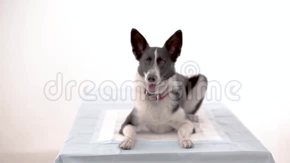 兽医诊所的狗视频的预览图