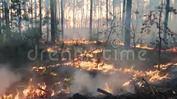 松林中的森林大火和烟云视频的预览图