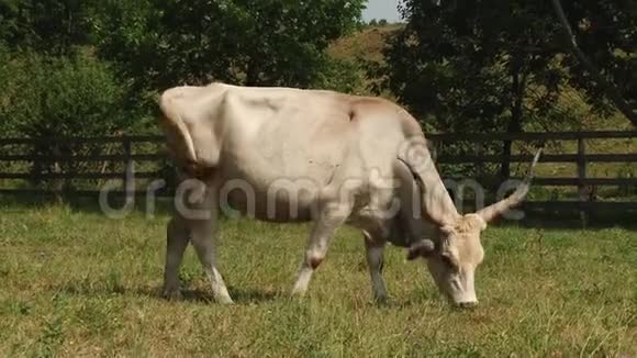 牛有角在田里放牧匈牙利灰牛a视频的预览图