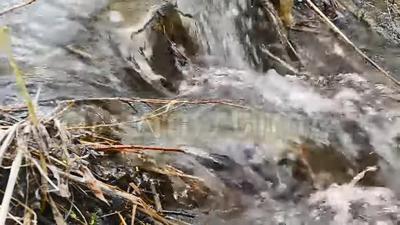 干枝草流枝自然瀑布水沸腾干芦苇景观视频的预览图