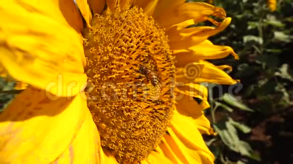 一座向日葵花园正在绽放视频的预览图