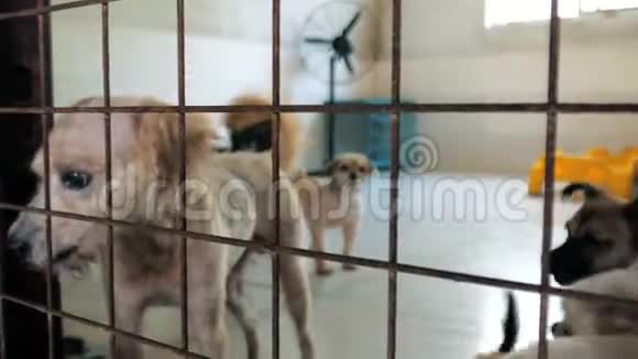 栅栏后面有不同的混种狗狗在收容所或动物托儿所动物避难所概念视频的预览图
