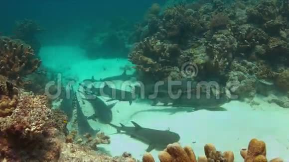 沙底4k的白底礁鲨鱼视频的预览图