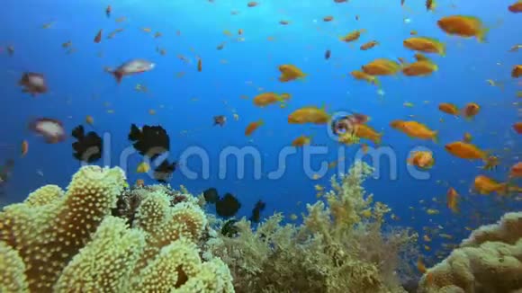 水下热带海景视频的预览图