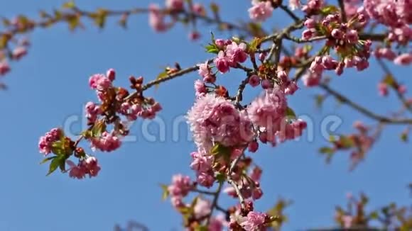 背景是蓝天的樱花树视频的预览图