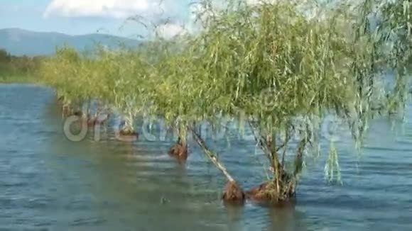 马其顿普雷斯帕湖的柳树视频的预览图