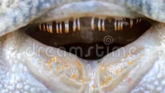 鱼的眼睛视频的预览图