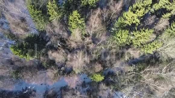 冬季混合林中的云杉和裸桦鸟瞰视频的预览图