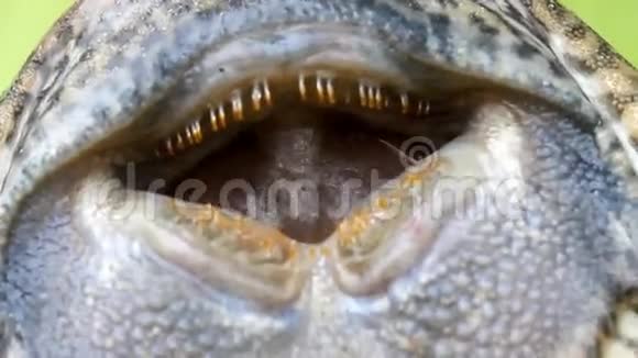 鱼的眼睛视频的预览图