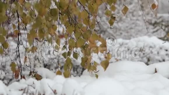 雪花飘落大雪纷飞冬季风景树木和雪视频的预览图