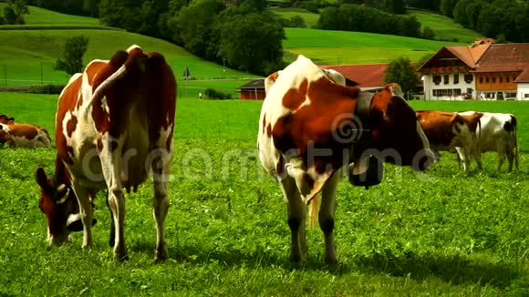 在瑞士Gruyeres区的高山草地上放着铃铛的奶牛视频的预览图