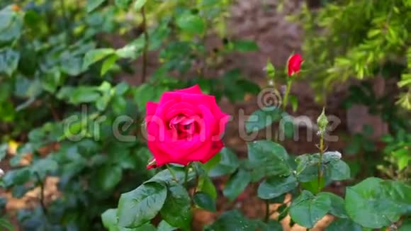 美丽的红玫瑰在夏季绿色公园视频的预览图