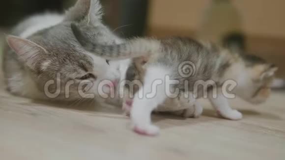 三色猫妈妈抱着小猫走第一步猫舔小猫猫舔小猫慢动作视频的预览图