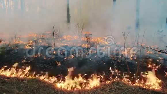 松林中的森林大火和烟云视频的预览图