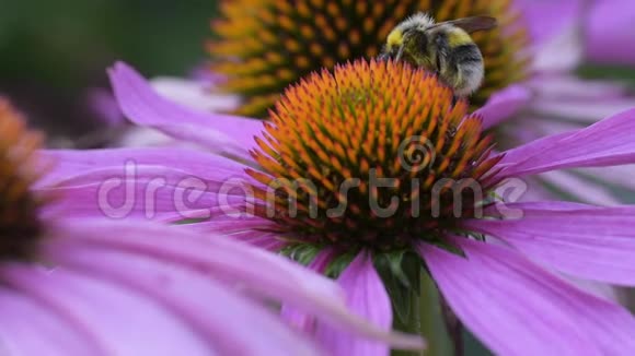 蜜蜂在紫锥菊花上采蜜视频的预览图