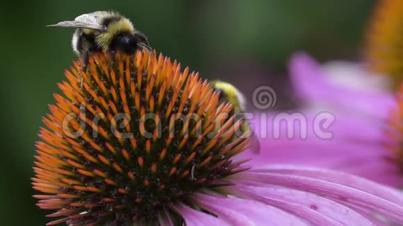 蜜蜂在紫锥菊花上采蜜视频的预览图